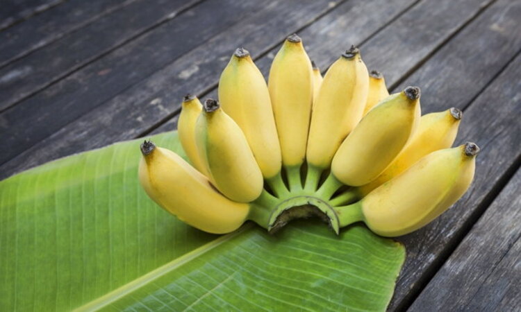 ประโยชน์ของ “กล้วย” และข้อควรระวัง
